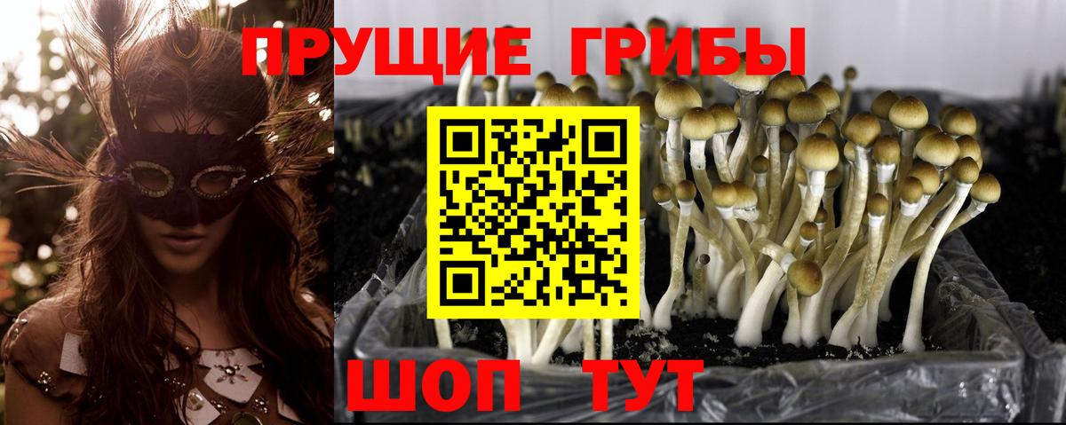 Псилоцибиновые грибы Psilocybe Тавда